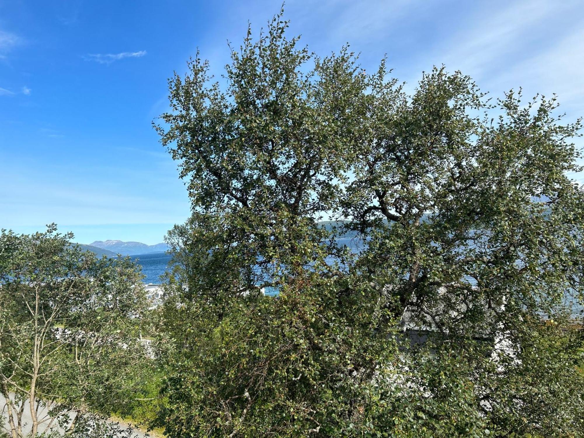 Apartment In Tromso With Sea And Mountain View Zewnętrze zdjęcie